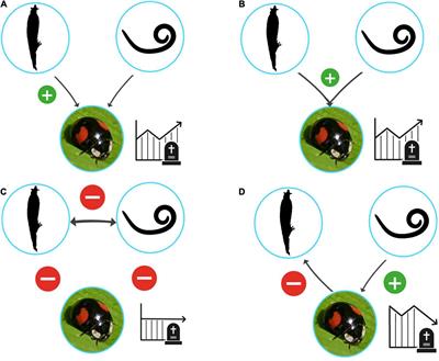 Double Infections of the Invasive Ladybird Harmonia axyridis